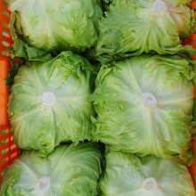 양…